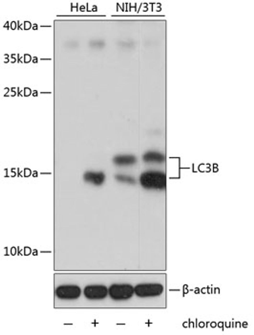 Western blot analysis of extracts of various cell lines, using LC3B antibody (13-971) at 1:1000 dilution. Both C6 cells and NIH/3T3 cells were treated by Chloroquine (50 μM) at 37℃ for 20 hours.<br/>Secondary antibody: HRP Goat Anti-Rabbit IgG (H+L) at 1:10000 dilution.<br/>Lysates/proteins: 25ug per lane.<br/>Blocking buffer: 3% nonfat dry milk in TBST.<br/>Detection: ECL Basic Kit.<br/>Exposure time: 3min.