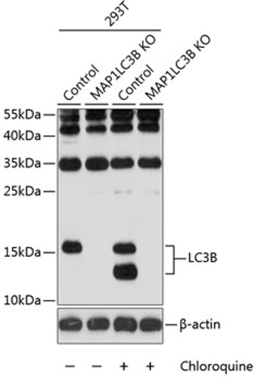 Western blot analysis of extracts from normal (control) and LC3B knockout (KO) 293T cells, using LC3B antibody (13-971) at 1:1000 dilution.<br/>Secondary antibody: HRP Goat Anti-Rabbit IgG (H+L) at 1:10000 dilution.<br/>Lysates/proteins: 25ug per lane.<br/>Blocking buffer: 3% nonfat dry milk in TBST.<br/>Detection: ECL Basic Kit.<br/>Exposure time: 90s.