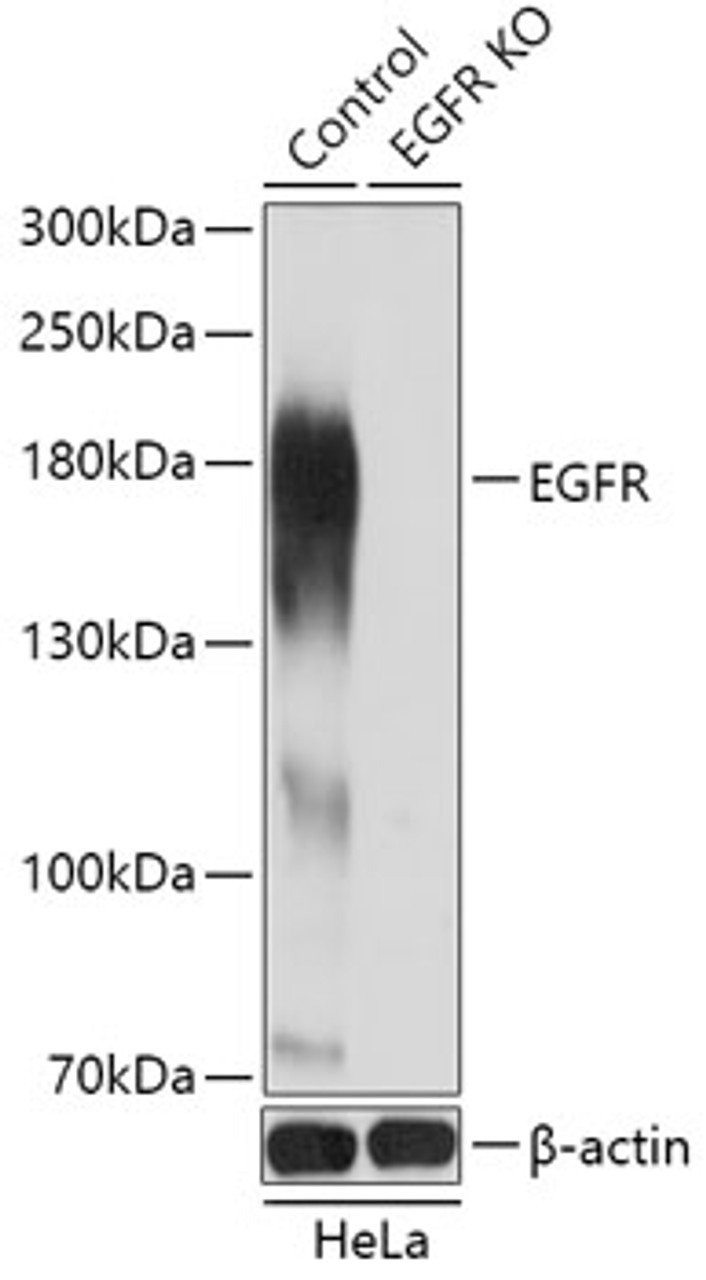 Western blot analysis of extracts from normal (control) and EGFR knockout (KO) HeLa cells, using EGFR antibody (13-994) at 1:3000 dilution.<br/>Secondary antibody: HRP Goat Anti-Rabbit IgG (H+L) at 1:10000 dilution.<br/>Lysates/proteins: 25ug per lane.<br/>Blocking buffer: 3% nonfat dry milk in TBST.<br/>Detection: ECL Basic Kit.<br/>Exposure time: 3s.