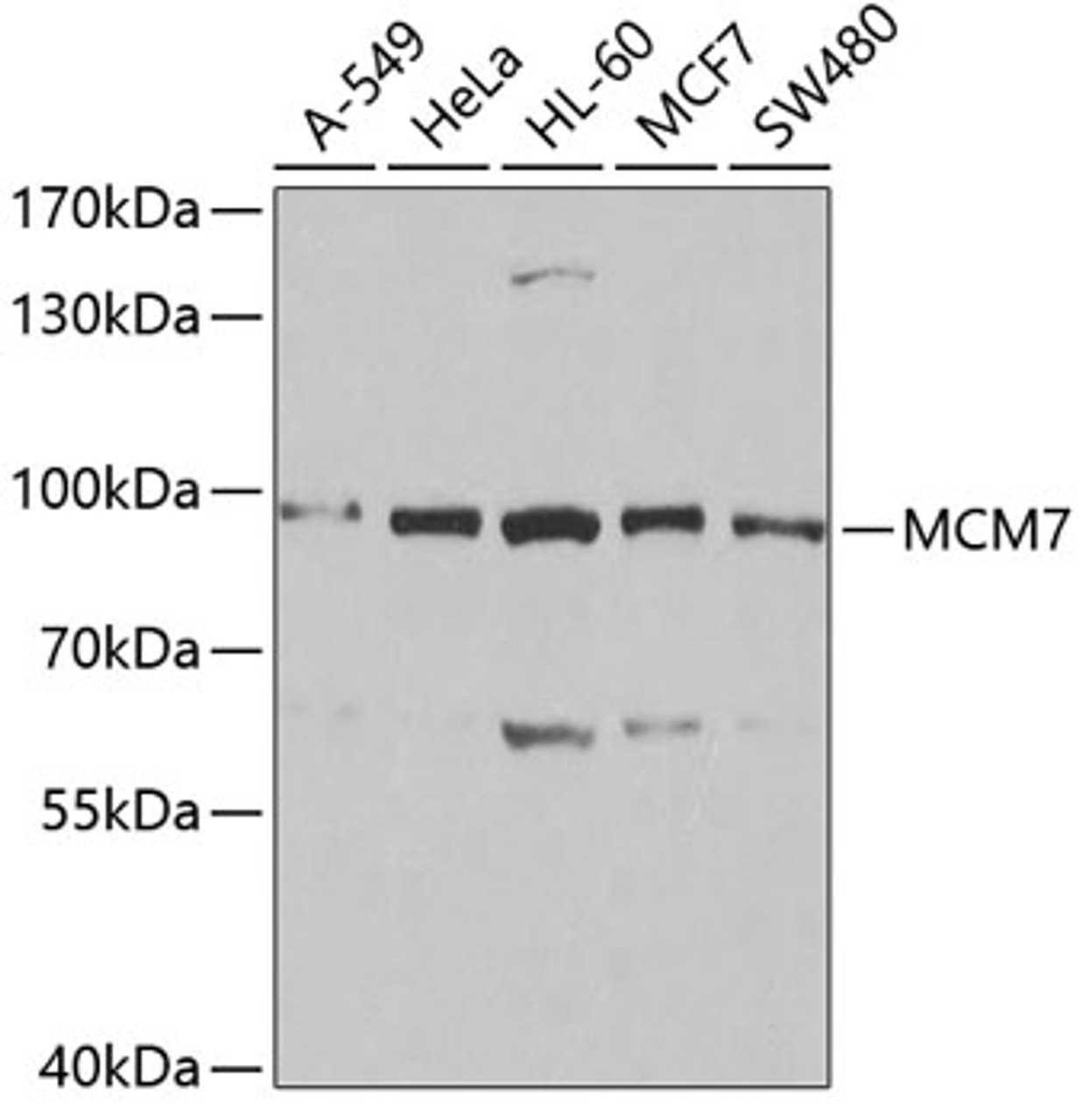 Western blot analysis of extracts of various cell lines, using MCM7 antibody (14-005) at 1:1000 dilution.<br/>Secondary antibody: HRP Goat Anti-Rabbit IgG (H+L) at 1:10000 dilution.<br/>Lysates/proteins: 25ug per lane.<br/>Blocking buffer: 3% nonfat dry milk in TBST.<br/>Detection: ECL Basic Kit.<br/>Exposure time: 10s.