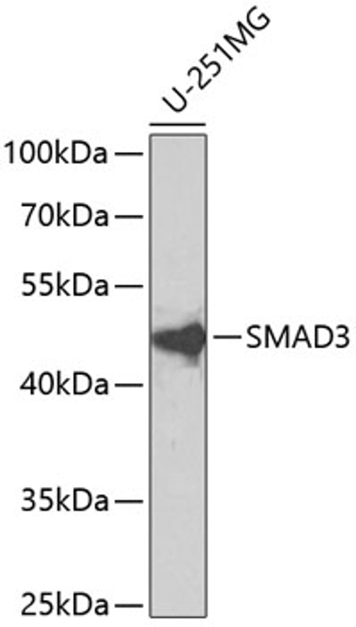 Western blot analysis of extracts of U-251MG cells, using SMAD3 antibody (14-008) at 1:1000 dilution.<br/>Secondary antibody: HRP Goat Anti-Rabbit IgG (H+L) at 1:10000 dilution.<br/>Lysates/proteins: 25ug per lane.<br/>Blocking buffer: 3% nonfat dry milk in TBST.<br/>Detection: ECL Basic Kit.<br/>Exposure time: 90s.