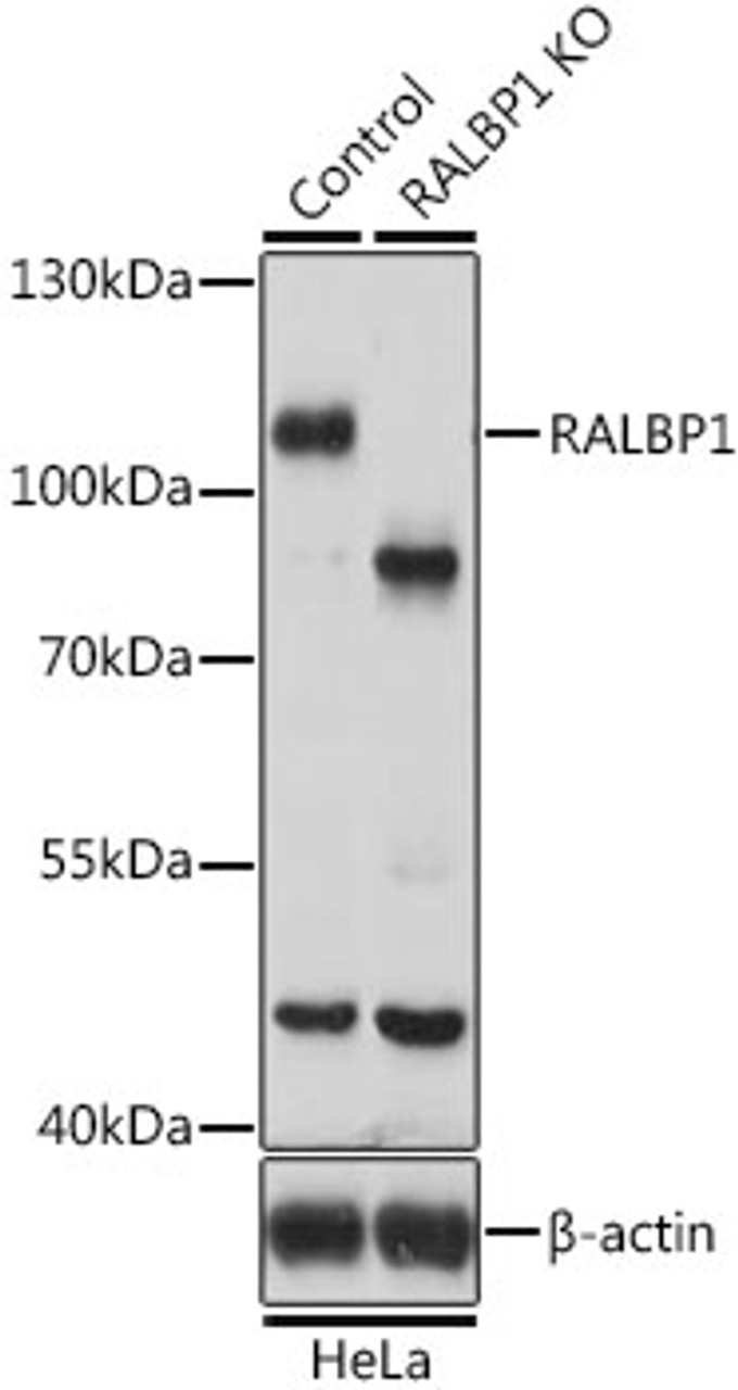 Western blot analysis of extracts from normal (control) and RALBP1 knockout (KO) HeLa cells, using RALBP1 antibody (14-012) at 1:500 dilution.<br/>Secondary antibody: HRP Goat Anti-Rabbit IgG (H+L) at 1:10000 dilution.<br/>Lysates/proteins: 25ug per lane.<br/>Blocking buffer: 3% nonfat dry milk in TBST.<br/>Detection: ECL Basic Kit.<br/>Exposure time: 5s.