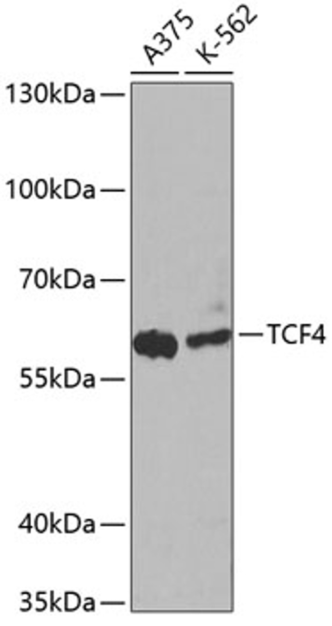 Western blot analysis of extracts of various cell lines, using TCF4 antibody (14-016) at 1:1000 dilution.<br/>Secondary antibody: HRP Goat Anti-Rabbit IgG (H+L) at 1:10000 dilution.<br/>Lysates/proteins: 25ug per lane.<br/>Blocking buffer: 3% nonfat dry milk in TBST.<br/>Detection: ECL Enhanced Kit.<br/>Exposure time: 30s.