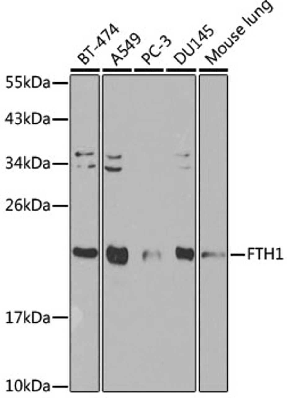 Western blot analysis of extracts of various cell lines, using FTH1 antibody (14-022) at 1:1000 dilution.<br/>Secondary antibody: HRP Goat Anti-Rabbit IgG (H+L) at 1:10000 dilution.<br/>Lysates/proteins: 25ug per lane.<br/>Blocking buffer: 3% nonfat dry milk in TBST.