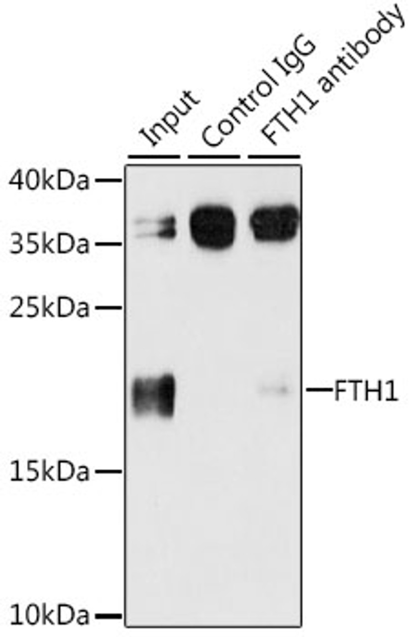 Immunoprecipitation analysis of 200ug extracts of A-549 cells, using 3 ug FTH1 antibody (14-022) . Western blot was performed from the immunoprecipitate using FTH1 antibody (14-022) at a dilition of 1:1000.