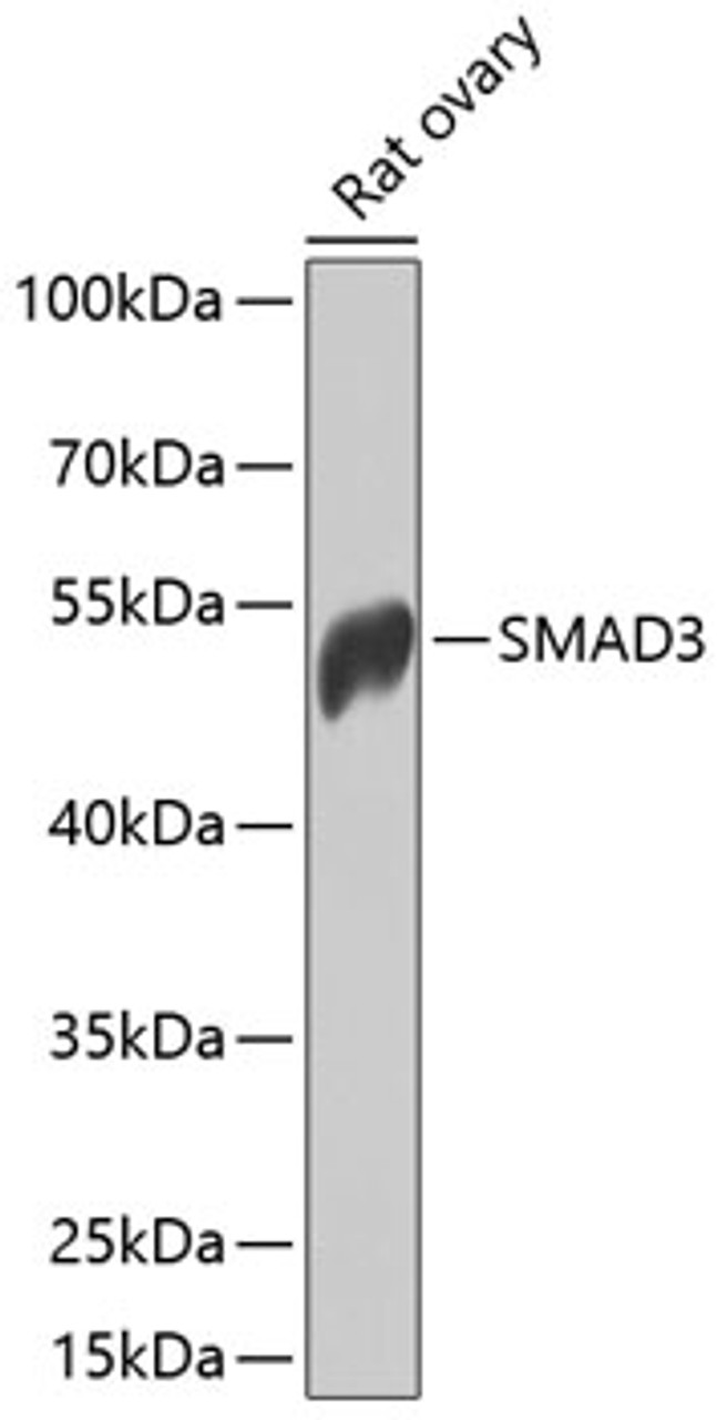 Western blot analysis of extracts of rat ovary, using SMAD3 antibody (14-031) at 1:1000 dilution.<br/>Secondary antibody: HRP Goat Anti-Rabbit IgG (H+L) at 1:10000 dilution.<br/>Lysates/proteins: 25ug per lane.<br/>Blocking buffer: 3% nonfat dry milk in TBST.<br/>Detection: ECL Basic Kit.<br/>Exposure time: 10s.