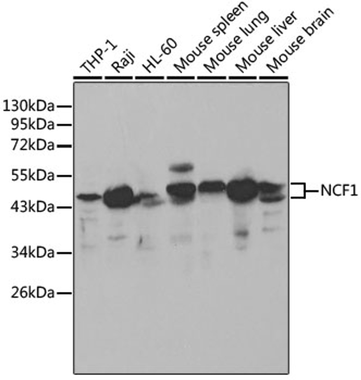 Western blot analysis of extracts of various cell lines, using NCF1 antibody (14-032) at 1:1000 dilution.<br/>Secondary antibody: HRP Goat Anti-Rabbit IgG (H+L) at 1:10000 dilution.<br/>Lysates/proteins: 25ug per lane.<br/>Blocking buffer: 3% nonfat dry milk in TBST.