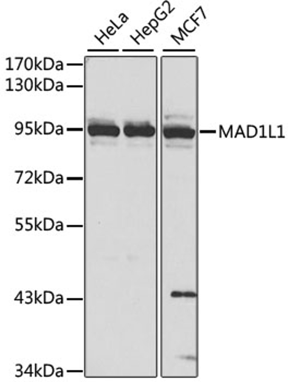 Western blot analysis of extracts of various cell lines, using MAD1L1 antibody (14-043) at 1:1000 dilution.<br/>Secondary antibody: HRP Goat Anti-Rabbit IgG (H+L) at 1:10000 dilution.<br/>Lysates/proteins: 25ug per lane.<br/>Blocking buffer: 3% nonfat dry milk in TBST.<br/>Detection: ECL Basic Kit.