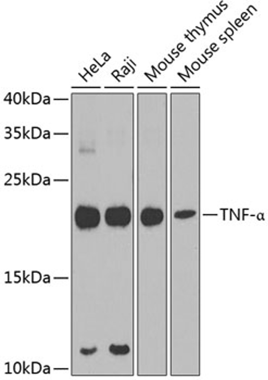 Western blot analysis of extracts of various cell lines, using TNF-α antibody (14-045) .<br/>Secondary antibody: HRP Goat Anti-Rabbit IgG (H+L) at 1:10000 dilution.<br/>Lysates/proteins: 25ug per lane.<br/>Blocking buffer: 3% nonfat dry milk in TBST.