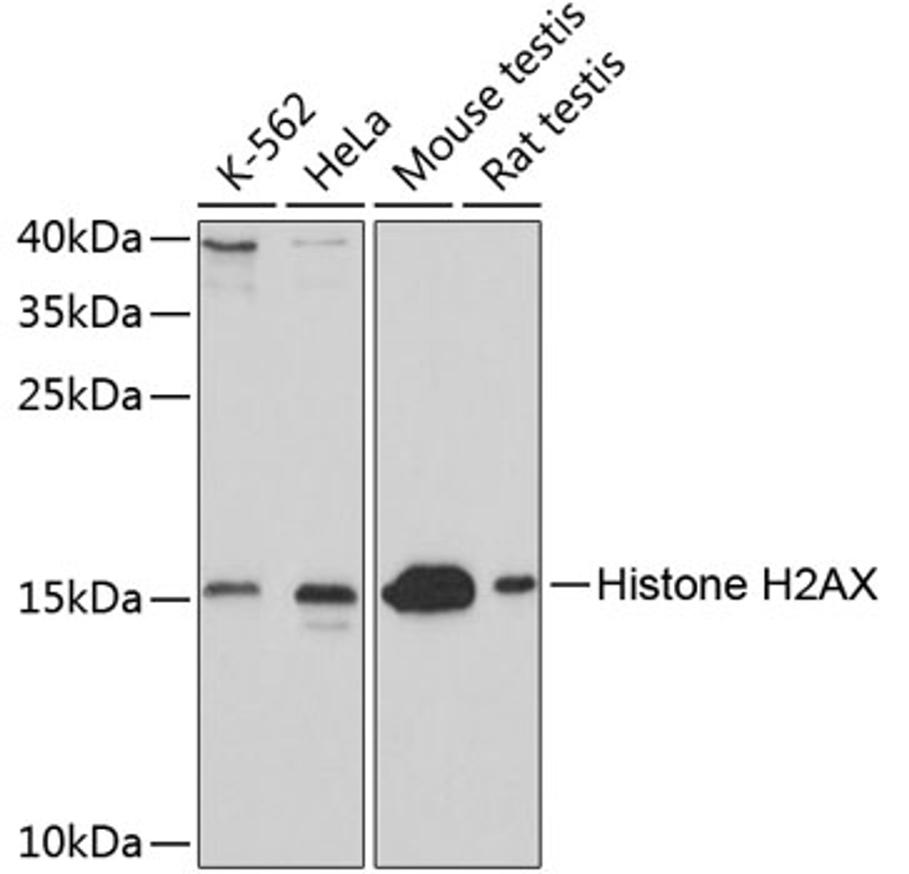 Western blot analysis of extracts of various cell lines, using Histone H2AX antibody (14-047) at 1:1000 dilution.<br/>Secondary antibody: HRP Goat Anti-Rabbit IgG (H+L) at 1:10000 dilution.<br/>Lysates/proteins: 25ug per lane.<br/>Blocking buffer: 3% nonfat dry milk in TBST.<br/>Detection: ECL Enhanced Kit.<br/>Exposure time: 10s.