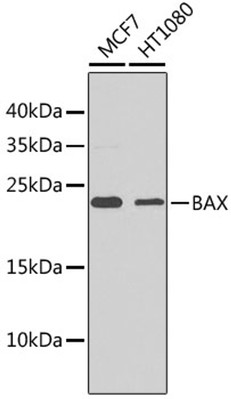 Western blot analysis of extracts of various cell lines, using BAX antibody (14-049) at 1:1000 dilution.<br/>Secondary antibody: HRP Goat Anti-Rabbit IgG (H+L) at 1:10000 dilution.<br/>Lysates/proteins: 25ug per lane.<br/>Blocking buffer: 3% nonfat dry milk in TBST.<br/>Detection: ECL Basic Kit.<br/>Exposure time: 60s.