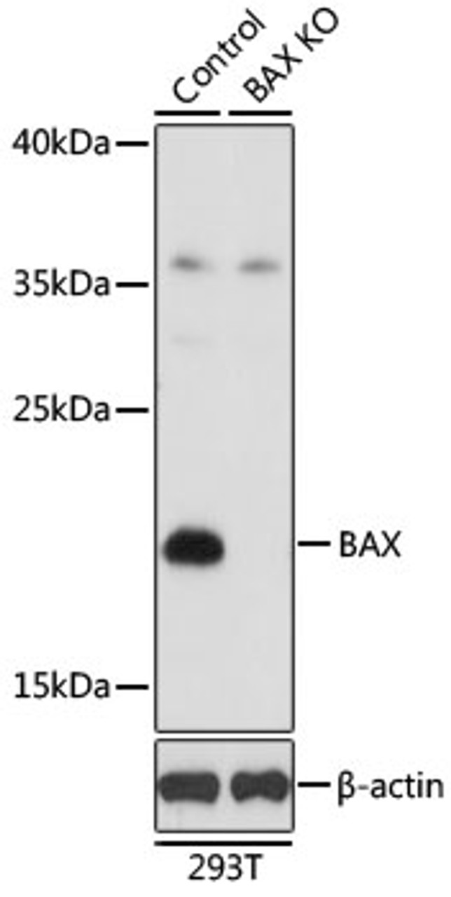 Western blot analysis of extracts from normal (control) and BAX knockout (KO) 293T cells, using BAX antibody (14-049) at 1:1000 dilution.<br/>Secondary antibody: HRP Goat Anti-Rabbit IgG (H+L) at 1:10000 dilution.<br/>Lysates/proteins: 25ug per lane.<br/>Blocking buffer: 3% nonfat dry milk in TBST.<br/>Detection: ECL Basic Kit.<br/>Exposure time: 5s.