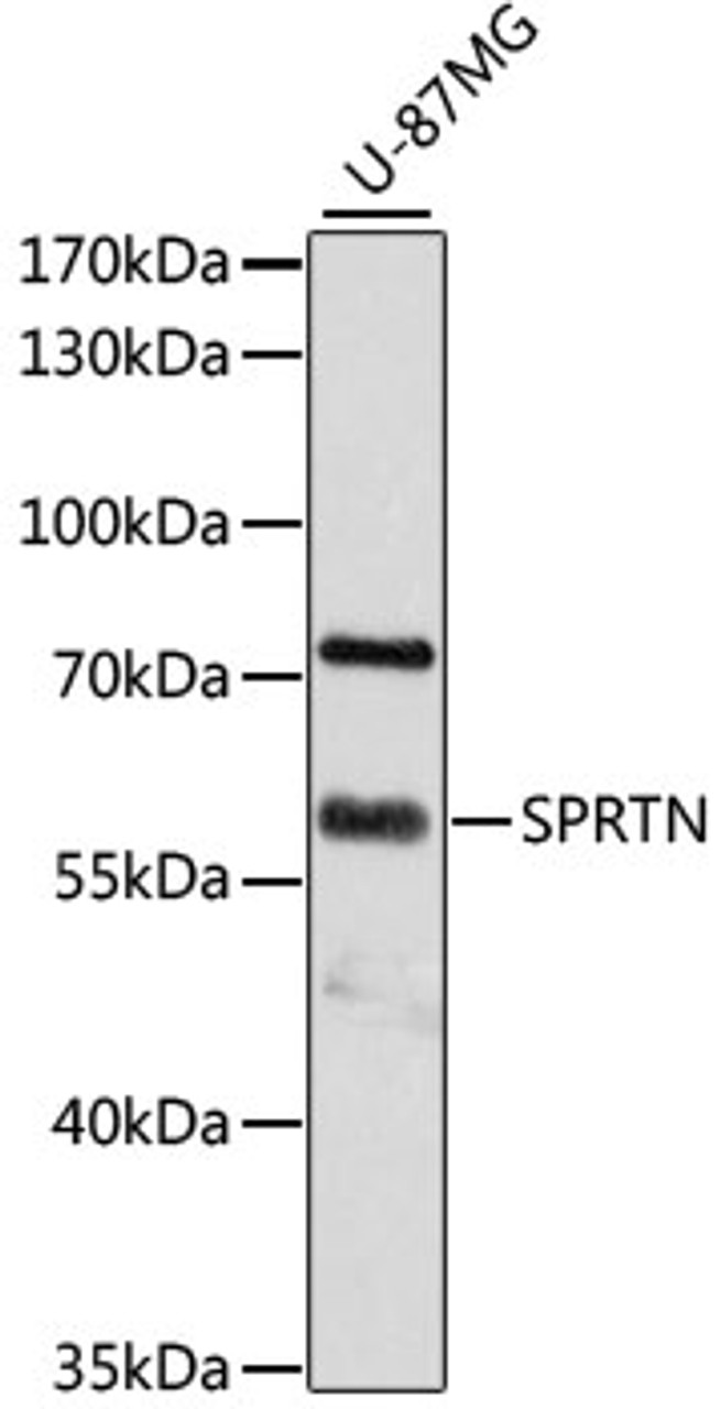 Western blot analysis of extracts of U-87MG cells, using SPRTN antibody (14-070) at 1:3000 dilution.<br/>Secondary antibody: HRP Goat Anti-Rabbit IgG (H+L) at 1:10000 dilution.<br/>Lysates/proteins: 25ug per lane.<br/>Blocking buffer: 3% nonfat dry milk in TBST.<br/>Detection: ECL Basic Kit.<br/>Exposure time: 60s.