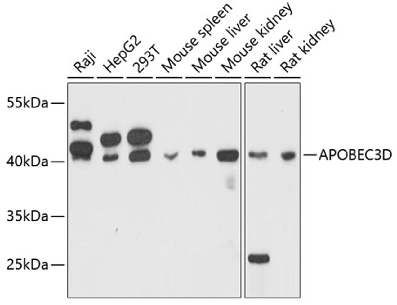 Western blot analysis of extracts of various cell lines, using APOBEC3D antibody (14-083) at 1:3000 dilution.<br/>Secondary antibody: HRP Goat Anti-Rabbit IgG (H+L) at 1:10000 dilution.<br/>Lysates/proteins: 25ug per lane.<br/>Blocking buffer: 3% nonfat dry milk in TBST.<br/>Detection: ECL Basic Kit.<br/>Exposure time: 60s.