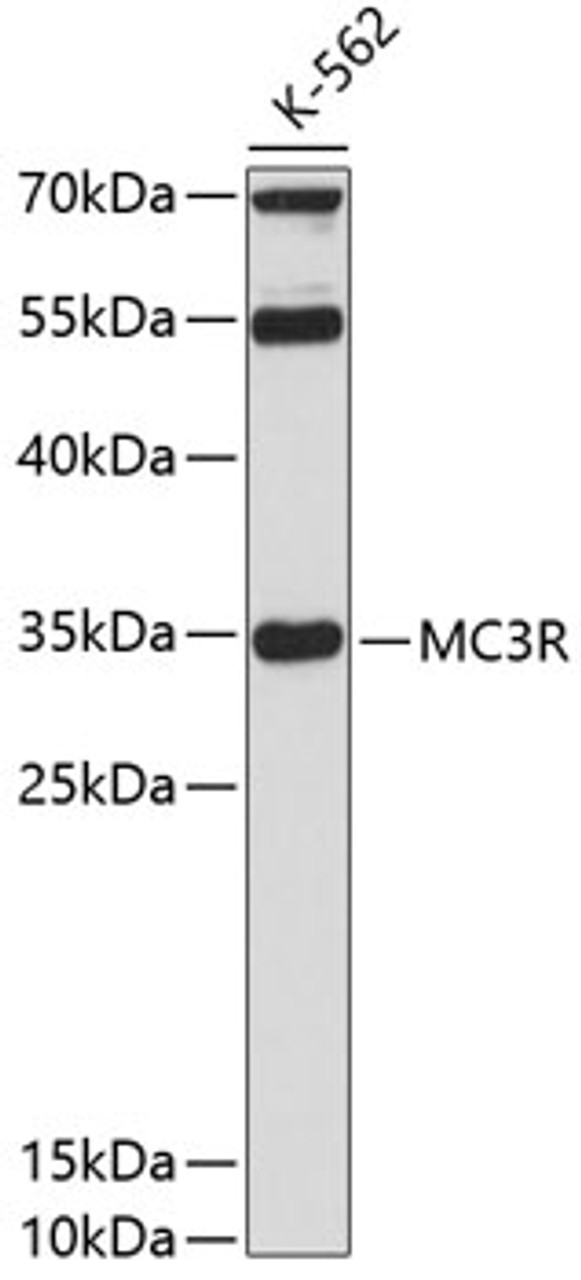 Western blot analysis of extracts of K-562 cells, using MC3R Antibody (14-085) at 1:3000 dilution.<br/>Secondary antibody: HRP Goat Anti-Rabbit IgG (H+L) at 1:10000 dilution.<br/>Lysates/proteins: 25ug per lane.<br/>Blocking buffer: 3% nonfat dry milk in TBST.<br/>Detection: ECL Basic Kit.<br/>Exposure time: 90s.