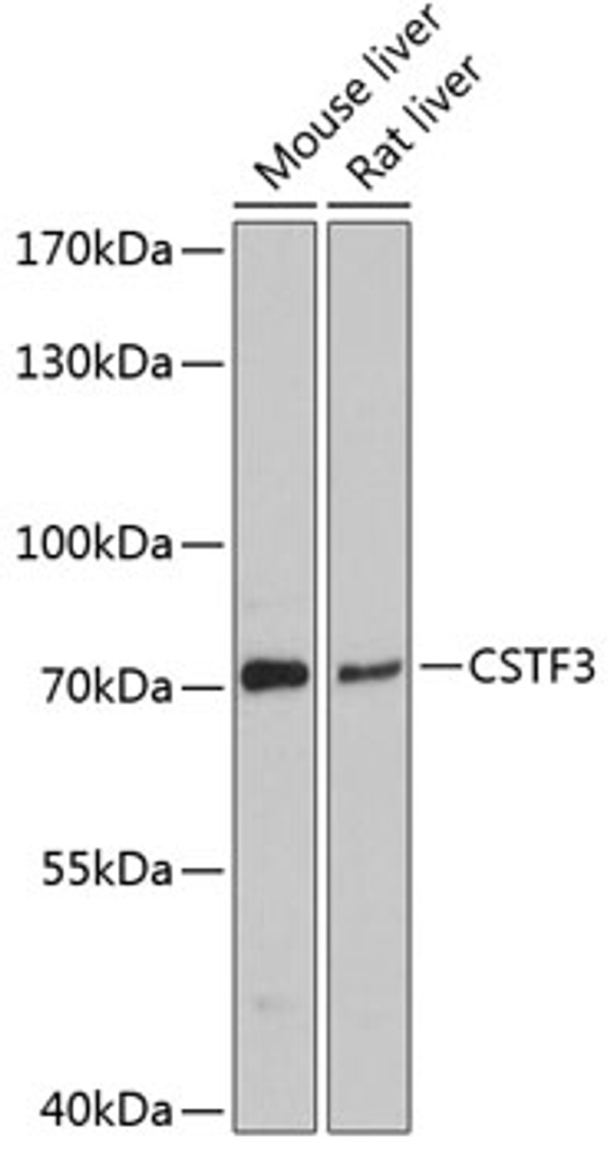 Western blot analysis of extracts of various cell lines, using CSTF3 antibody (14-090) at 1:3000 dilution.<br/>Secondary antibody: HRP Goat Anti-Rabbit IgG (H+L) at 1:10000 dilution.<br/>Lysates/proteins: 25ug per lane.<br/>Blocking buffer: 3% nonfat dry milk in TBST.<br/>Detection: ECL Enhanced Kit.<br/>Exposure time: 50s.