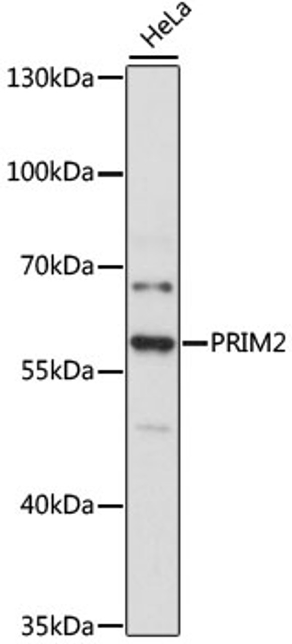 Western blot analysis of extracts of HeLa cells, using PRIM2 antibody (14-094) at 1:3000 dilution.<br/>Secondary antibody: HRP Goat Anti-Rabbit IgG (H+L) at 1:10000 dilution.<br/>Lysates/proteins: 25ug per lane.<br/>Blocking buffer: 3% nonfat dry milk in TBST.<br/>Detection: ECL Basic Kit.<br/>Exposure time: 90s.