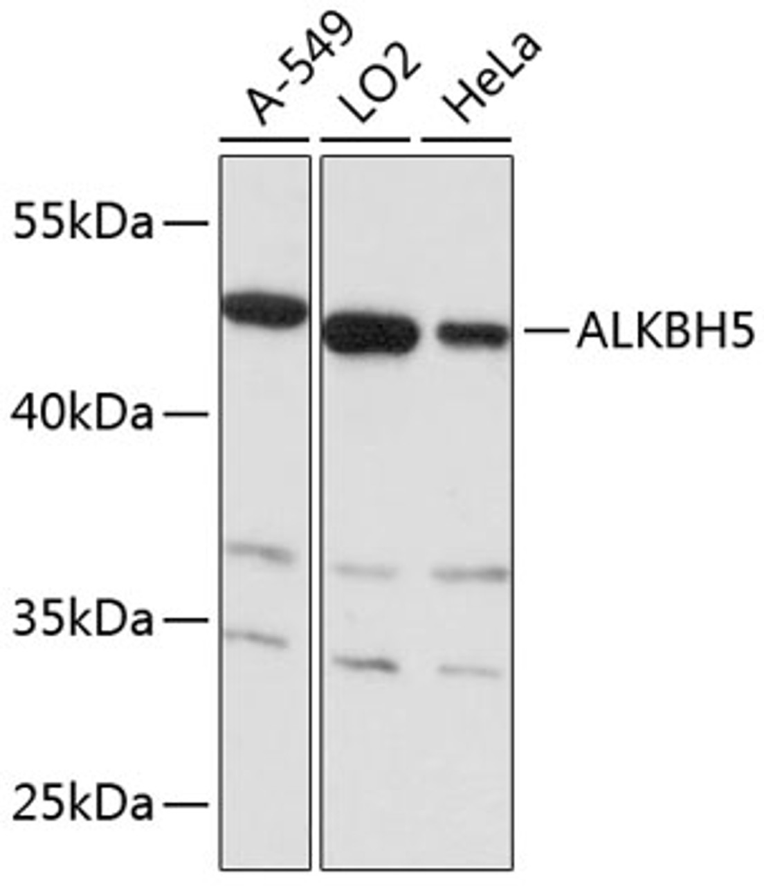 Western blot analysis of extracts of various cell lines, using ALKBH5 antibody (14-098) at 1:3000 dilution.<br/>Secondary antibody: HRP Goat Anti-Rabbit IgG (H+L) at 1:10000 dilution.<br/>Lysates/proteins: 25ug per lane.<br/>Blocking buffer: 3% nonfat dry milk in TBST.<br/>Detection: ECL Basic Kit.<br/>Exposure time: 10s.