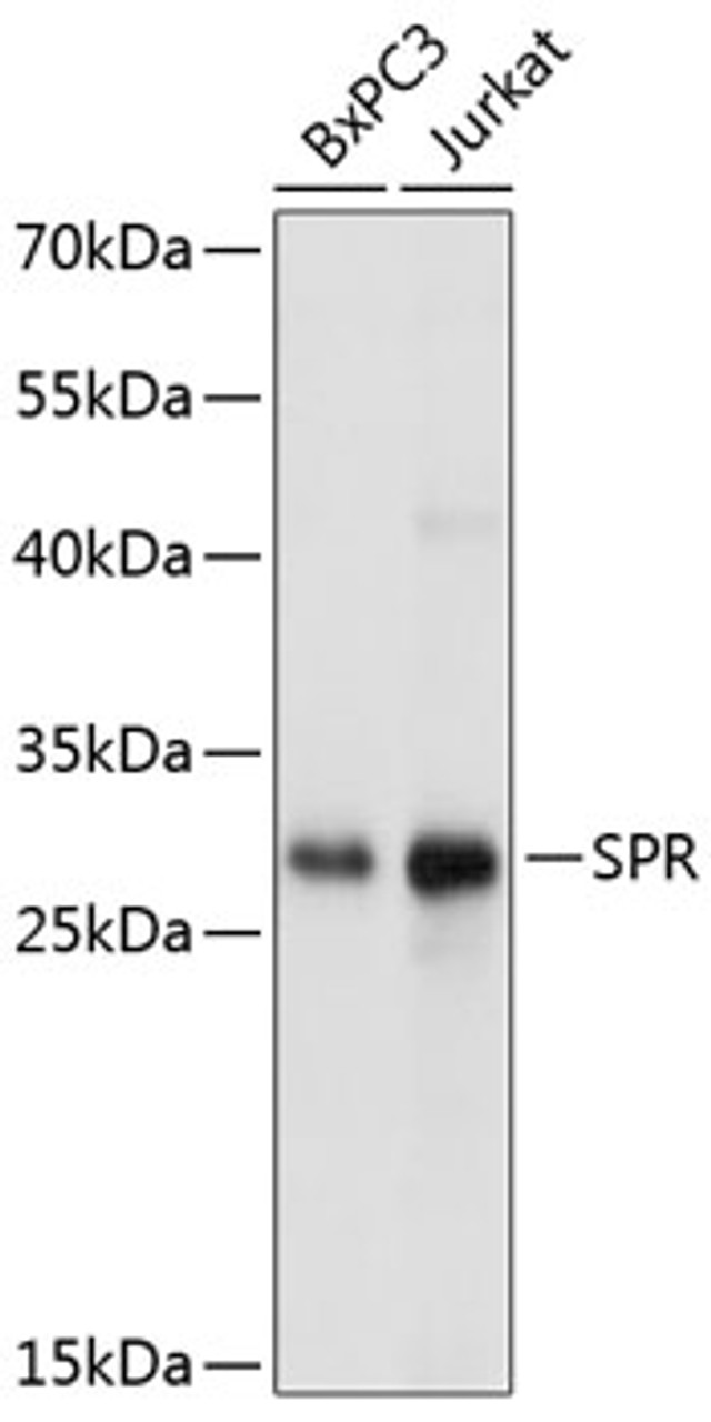 Western blot analysis of extracts of various cell lines, using SPR Antibody (14-103) at 1:1000 dilution.<br/>Secondary antibody: HRP Goat Anti-Rabbit IgG (H+L) at 1:10000 dilution.<br/>Lysates/proteins: 25ug per lane.<br/>Blocking buffer: 3% nonfat dry milk in TBST.<br/>Detection: ECL Basic Kit.<br/>Exposure time: 3s.