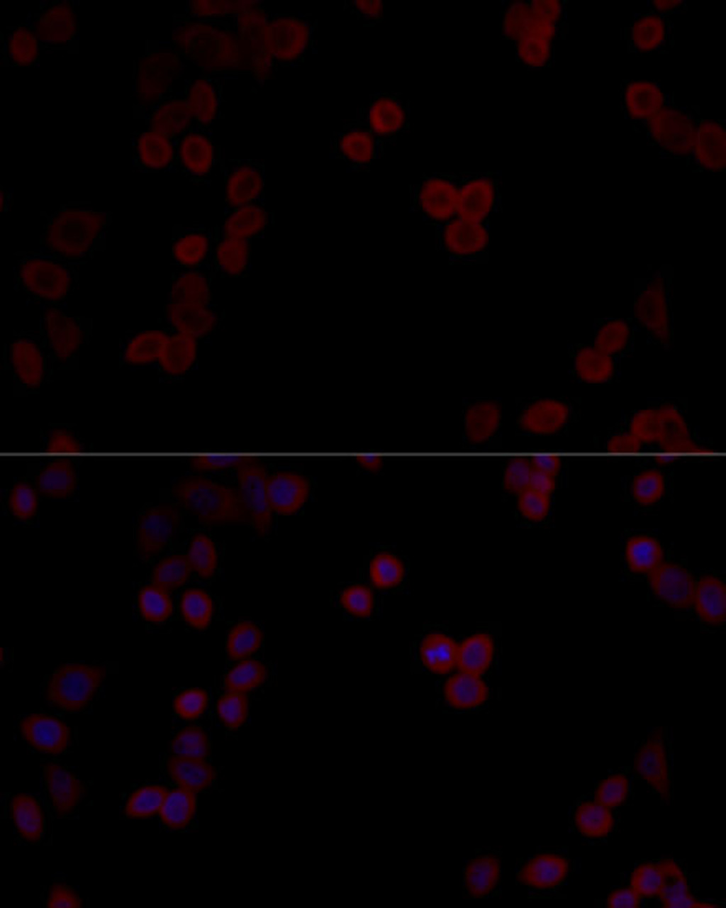 Immunofluorescence analysis of HeLa cells using PPP5C Polyclonal Antibody (14-112) at dilution of 1:100 (40x lens) . Blue: DAPI for nuclear staining.