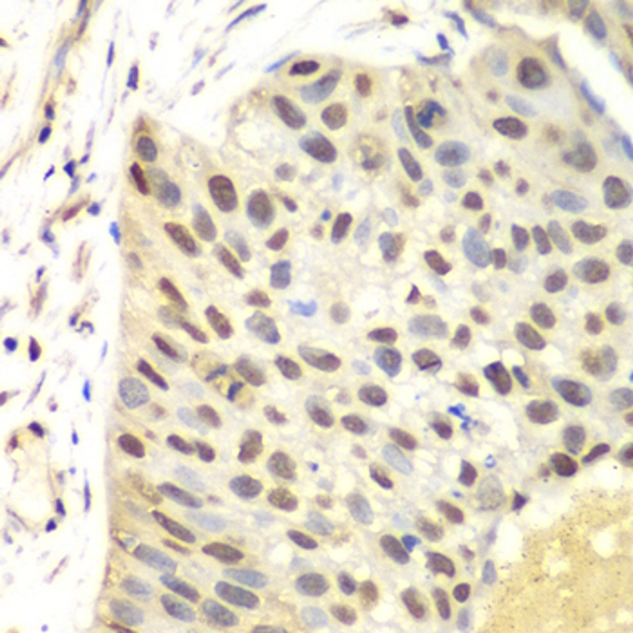 Immunohistochemistry of paraffin-embedded mouse liver using FEN1 antibody (14-128) at dilution of 1:100 (40x lens) .