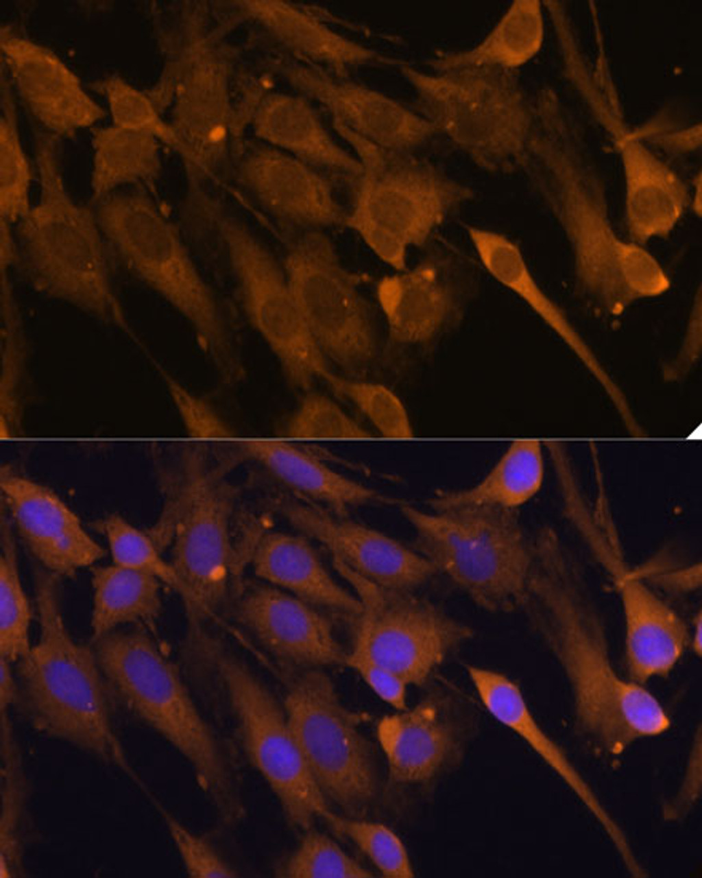 Immunofluorescence analysis of C6 cells using STUB1 Polyclonal Antibody (14-129) at dilution of 1:100 (40x lens) . Blue: DAPI for nuclear staining.
