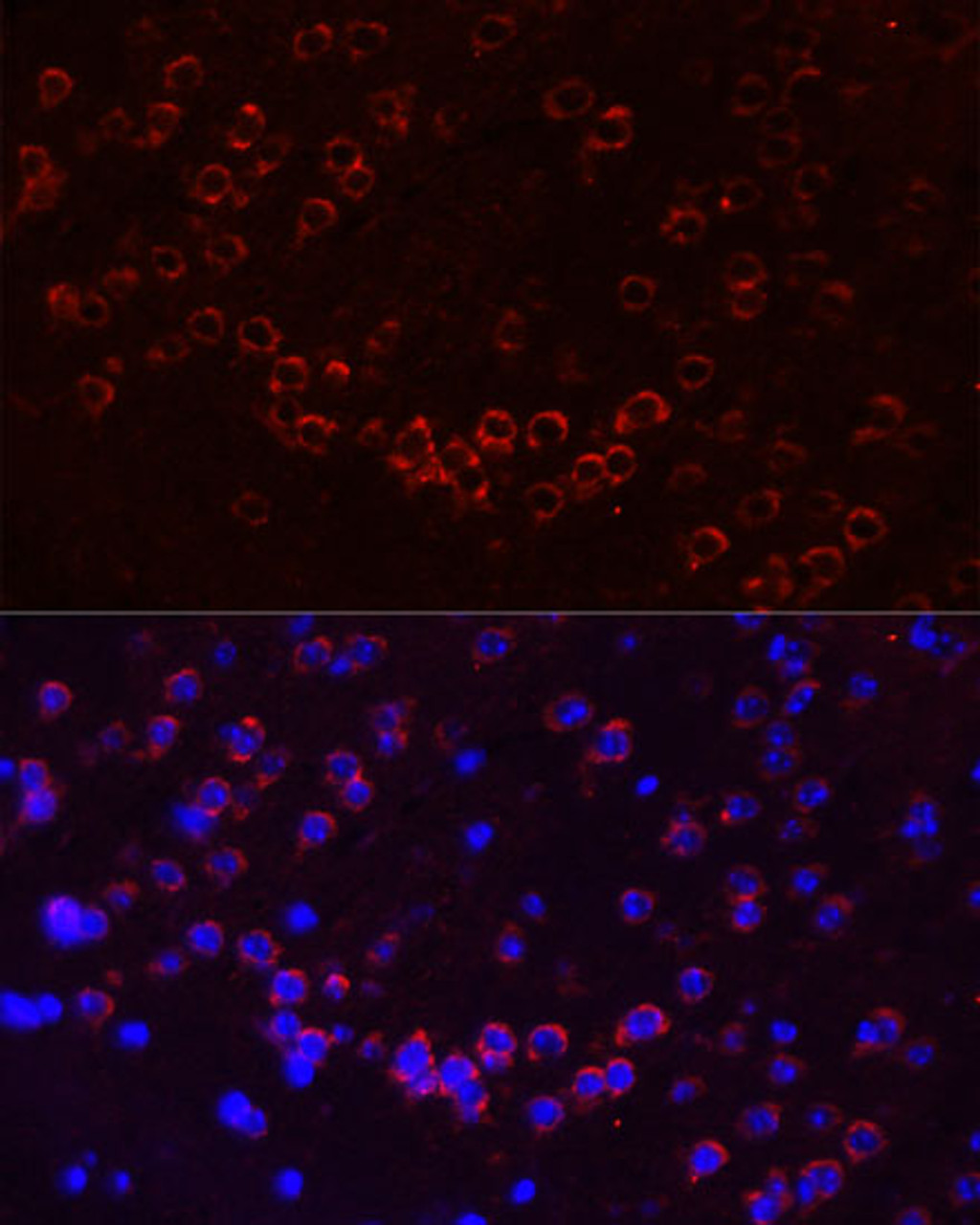 Immunofluorescence analysis of mouse brain using GJA1 Polyclonal Antibody (14-130) at dilution of 1:100 (40x lens) . Blue: DAPI for nuclear staining.
