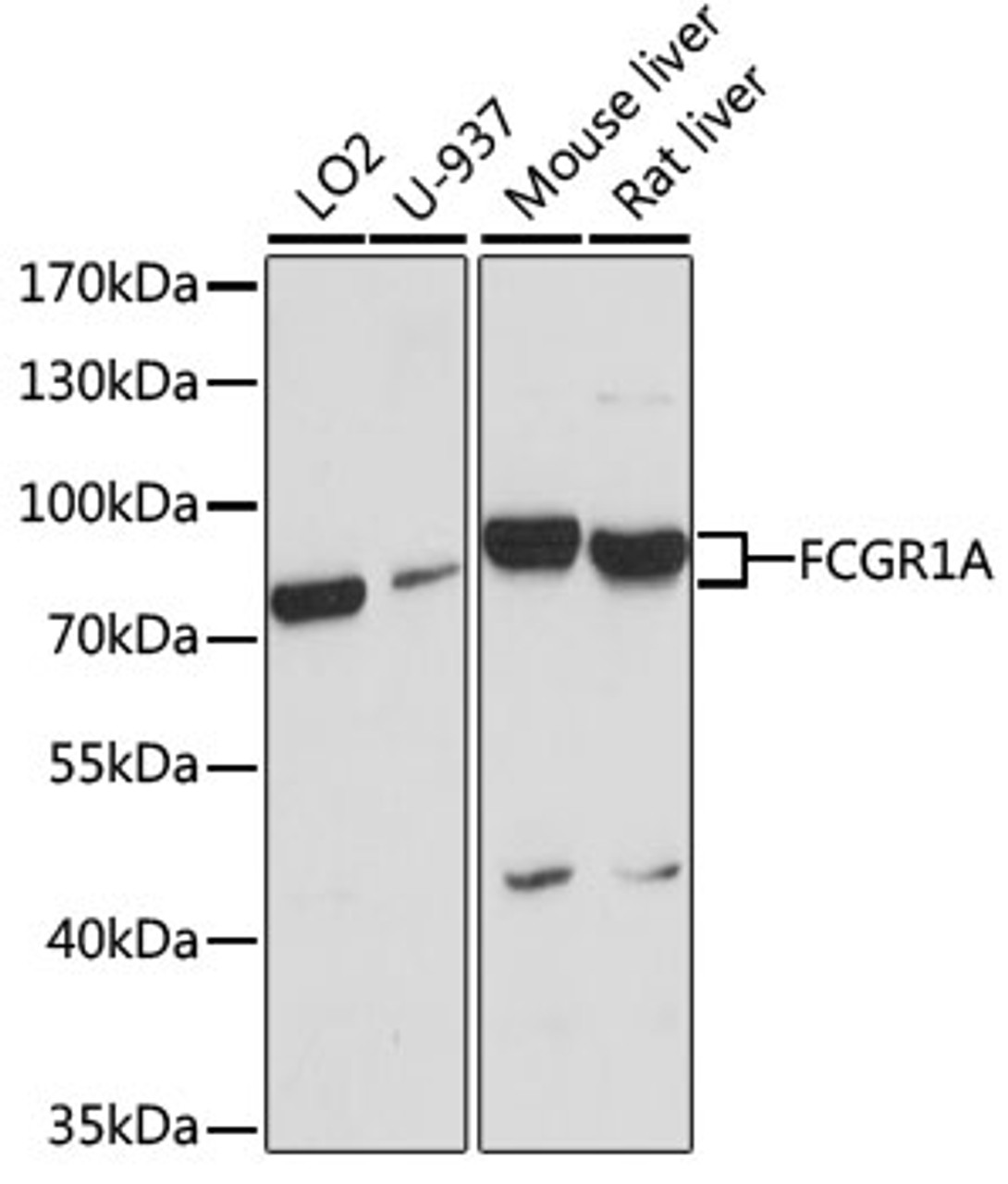 Western blot analysis of extracts of various cell lines, using FCGR1A antibody (14-212) at 1:1000 dilution.<br/>Secondary antibody: HRP Goat Anti-Rabbit IgG (H+L) at 1:10000 dilution.<br/>Lysates/proteins: 25ug per lane.<br/>Blocking buffer: 3% nonfat dry milk in TBST.<br/>Detection: ECL Basic Kit.<br/>Exposure time: 60s.
