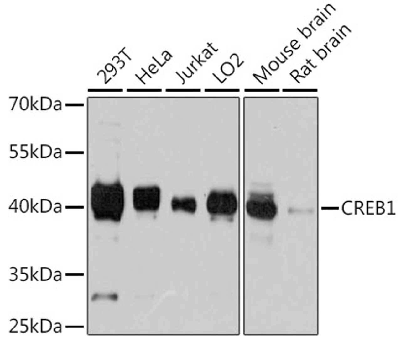 Western blot analysis of extracts of various cell lines, using CREB1 antibody (14-218) at 1:3000 dilution.<br/>Secondary antibody: HRP Goat Anti-Rabbit IgG (H+L) at 1:10000 dilution.<br/>Lysates/proteins: 25ug per lane.<br/>Blocking buffer: 3% nonfat dry milk in TBST.<br/>Detection: ECL Basic Kit.<br/>Exposure time: 10s.