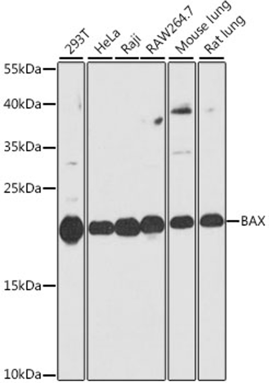 Western blot analysis of extracts of various cell lines, using BAX antibody (14-223) at 1:1000 dilution.<br/>Secondary antibody: HRP Goat Anti-Rabbit IgG (H+L) at 1:10000 dilution.<br/>Lysates/proteins: 25ug per lane.<br/>Blocking buffer: 3% nonfat dry milk in TBST.<br/>Detection: ECL Basic Kit.<br/>Exposure time: 90s.