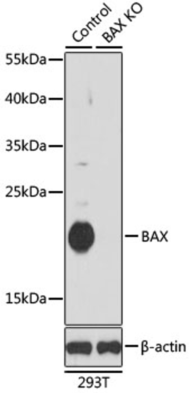 Western blot analysis of extracts from normal (control) and BAX knockout (KO) 293T cells, using BAX antibody (14-223) at 1:1000 dilution.<br/>Secondary antibody: HRP Goat Anti-Rabbit IgG (H+L) at 1:10000 dilution.<br/>Lysates/proteins: 25ug per lane.<br/>Blocking buffer: 3% nonfat dry milk in TBST.<br/>Detection: ECL Basic Kit.<br/>Exposure time: 90s.