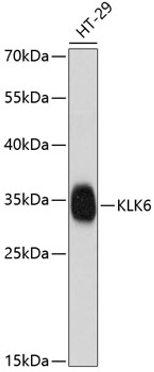 Western blot analysis of extracts of HT-29 cells, using KLK6 antibody (14-240) at 1:1000 dilution.<br/>Secondary antibody: HRP Goat Anti-Rabbit IgG (H+L) at 1:10000 dilution.<br/>Lysates/proteins: 25ug per lane.<br/>Blocking buffer: 3% nonfat dry milk in TBST.<br/>Detection: ECL Enhanced Kit.<br/>Exposure time: 90s.