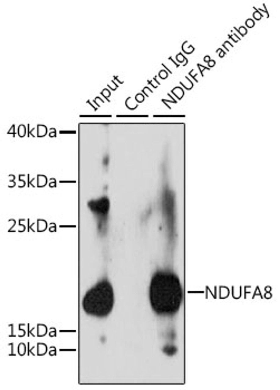 Immunoprecipitation analysis of 200ug extracts of 293T cells, using 3 ug NDUFA8 antibody (14-265) . Western blot was performed from the immunoprecipitate using NDUFA8 antibody (14-265) at a dilition of 1:1000.