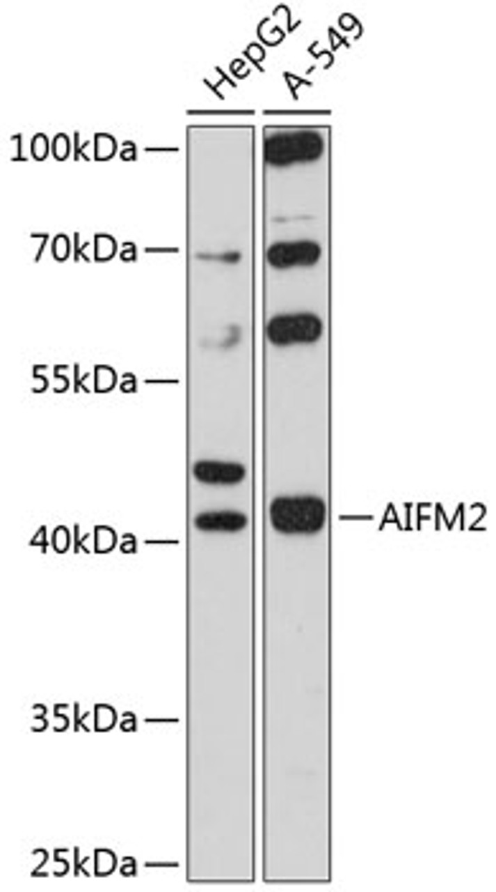 Western blot analysis of extracts of various cell lines, using AIFM2 antibody (14-269) at 1:1000 dilution.<br/>Secondary antibody: HRP Goat Anti-Rabbit IgG (H+L) at 1:10000 dilution.<br/>Lysates/proteins: 25ug per lane.<br/>Blocking buffer: 3% nonfat dry milk in TBST.<br/>Detection: ECL Basic Kit.<br/>Exposure time: 15s.