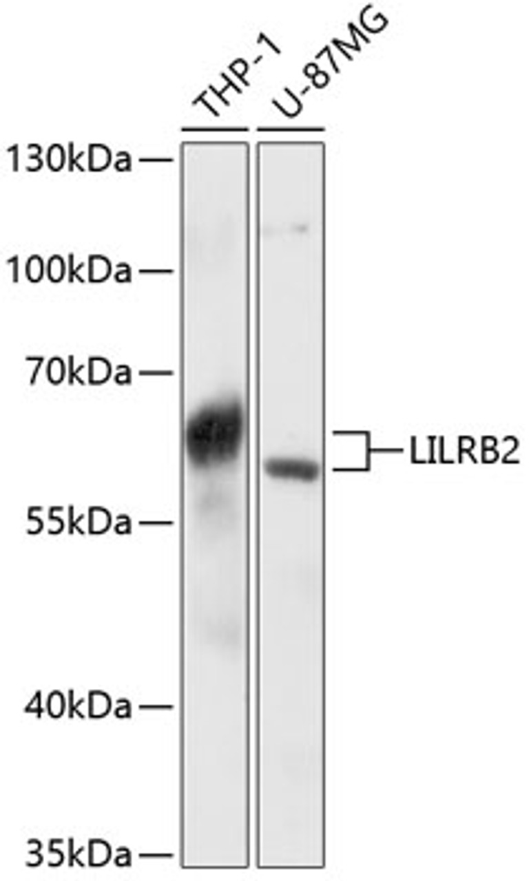 Western blot analysis of extracts of various cell lines, using LILRB2 antibody (14-284) at 1:3000 dilution.<br/>Secondary antibody: HRP Goat Anti-Rabbit IgG (H+L) at 1:10000 dilution.<br/>Lysates/proteins: 25ug per lane.<br/>Blocking buffer: 3% nonfat dry milk in TBST.<br/>Detection: ECL Basic Kit.<br/>Exposure time: 5s.