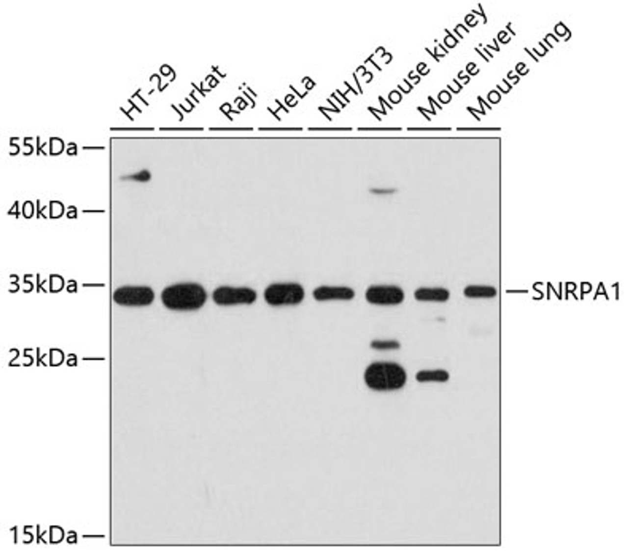 Western blot analysis of extracts of various cell lines, using SNRPA1 antibody (14-287) at 1:3000 dilution.<br/>Secondary antibody: HRP Goat Anti-Rabbit IgG (H+L) at 1:10000 dilution.<br/>Lysates/proteins: 25ug per lane.<br/>Blocking buffer: 3% nonfat dry milk in TBST.<br/>Detection: ECL Basic Kit.<br/>Exposure time: 10s.
