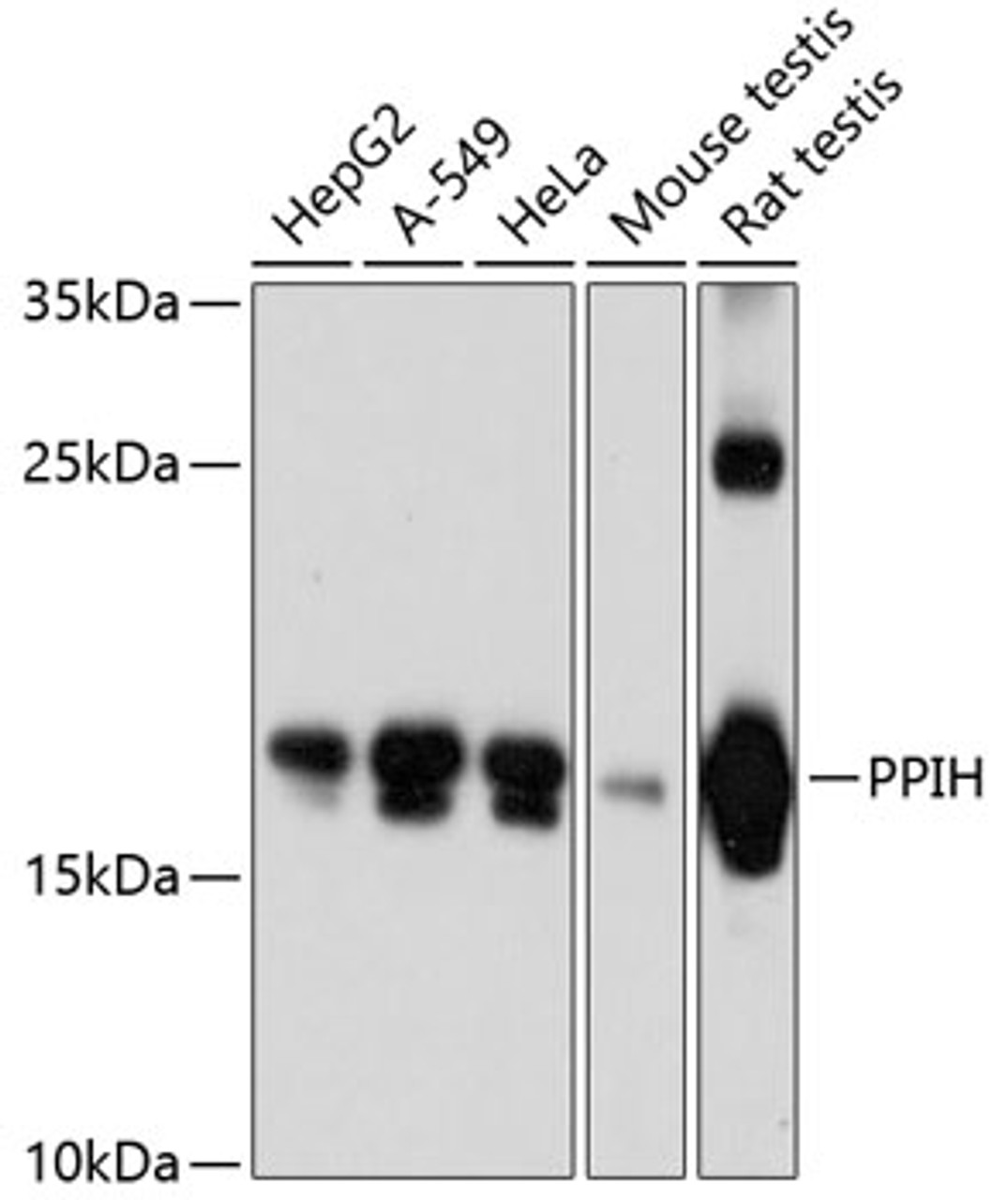 Western blot analysis of extracts of various cell lines, using PPIH antibody (14-294) at 1:3000 dilution.<br/>Secondary antibody: HRP Goat Anti-Rabbit IgG (H+L) at 1:10000 dilution.<br/>Lysates/proteins: 25ug per lane.<br/>Blocking buffer: 3% nonfat dry milk in TBST.<br/>Detection: ECL Basic Kit.<br/>Exposure time: 60s.