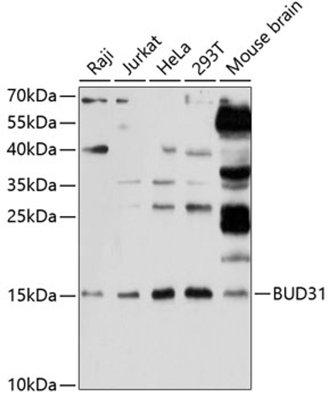 Western blot analysis of extracts of various cell lines, using BUD31 antibody (14-314) at 1:1000 dilution.<br/>Secondary antibody: HRP Goat Anti-Rabbit IgG (H+L) at 1:10000 dilution.<br/>Lysates/proteins: 25ug per lane.<br/>Blocking buffer: 3% nonfat dry milk in TBST.<br/>Detection: ECL Enhanced Kit.<br/>Exposure time: 30s.