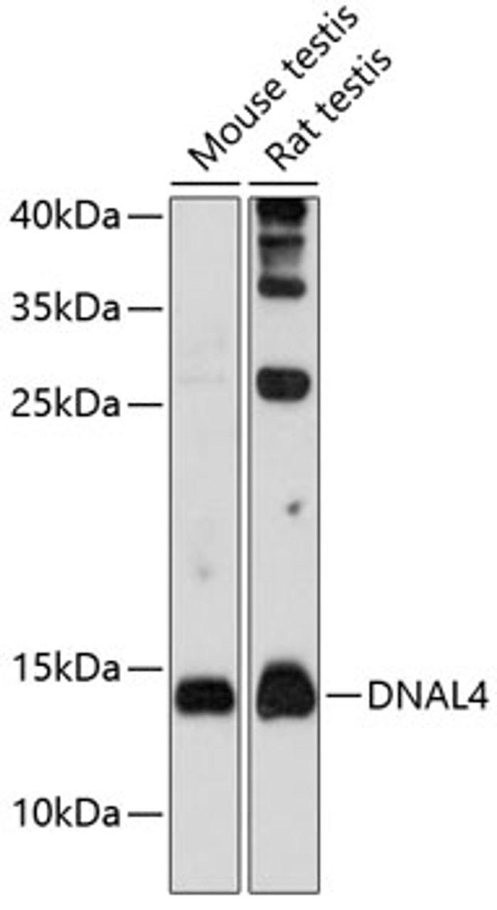 Western blot analysis of extracts of various cell lines, using DNAL4 antibody (14-316) at 1:1000 dilution.<br/>Secondary antibody: HRP Goat Anti-Rabbit IgG (H+L) at 1:10000 dilution.<br/>Lysates/proteins: 25ug per lane.<br/>Blocking buffer: 3% nonfat dry milk in TBST.<br/>Detection: ECL Basic Kit.<br/>Exposure time: 90s.