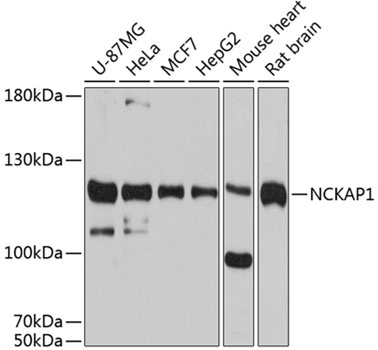 Western blot analysis of extracts of various cell lines, using NCKAP1 antibody (14-325) at 1:3000 dilution.<br/>Secondary antibody: HRP Goat Anti-Rabbit IgG (H+L) at 1:10000 dilution.<br/>Lysates/proteins: 25ug per lane.<br/>Blocking buffer: 3% nonfat dry milk in TBST.<br/>Detection: ECL Basic Kit.<br/>Exposure time: 10s.