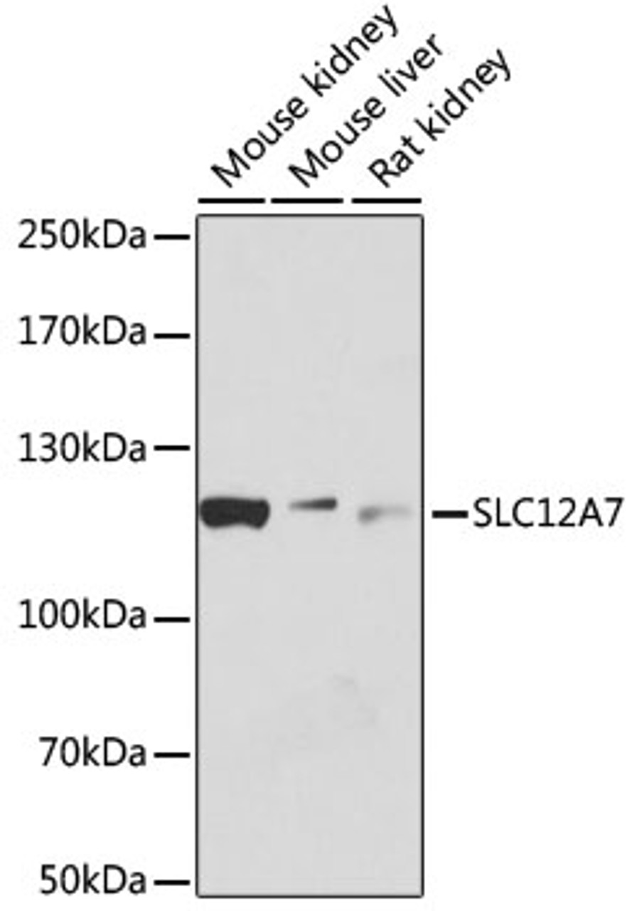 Western blot analysis of extracts of various cell lines, using SLC12A7 antibody (14-352) at 1:1000 dilution.<br/>Secondary antibody: HRP Goat Anti-Rabbit IgG (H+L) at 1:10000 dilution.<br/>Lysates/proteins: 25ug per lane.<br/>Blocking buffer: 3% nonfat dry milk in TBST.<br/>Detection: ECL Basic Kit.<br/>Exposure time: 30s.