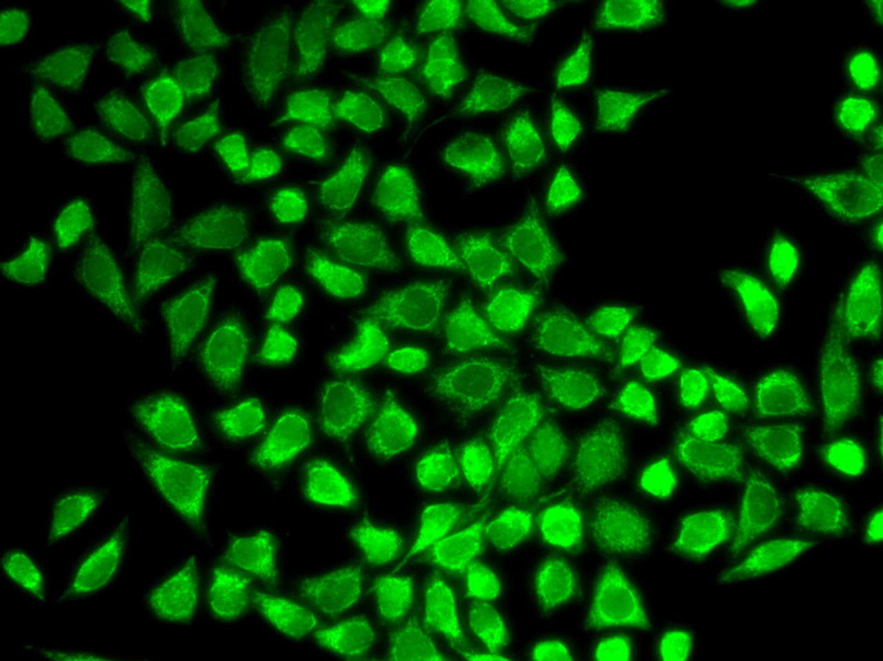 Immunofluorescence analysis of HeLa cells using CD127 antibody (14-353) .
