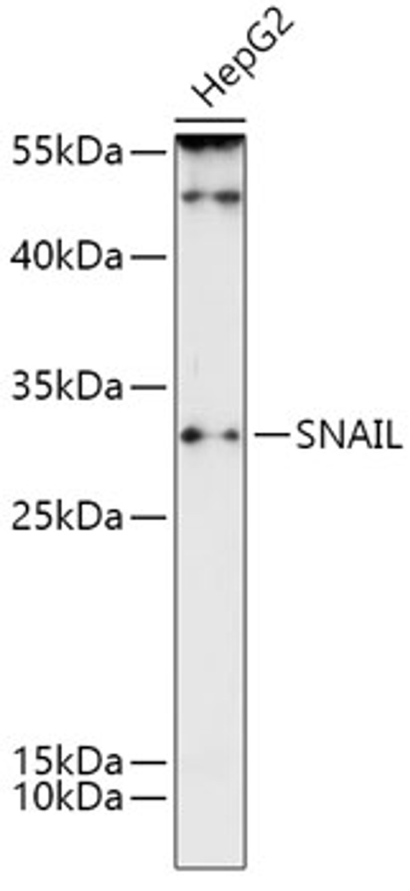 Western blot analysis of extracts of HepG2 cells, using SNAI1 antibody (14-354) at 1:1000 dilution.<br/>Secondary antibody: HRP Goat Anti-Rabbit IgG (H+L) at 1:10000 dilution.<br/>Lysates/proteins: 25ug per lane.<br/>Blocking buffer: 3% nonfat dry milk in TBST.<br/>Detection: ECL Enhanced Kit.<br/>Exposure time: 5min.