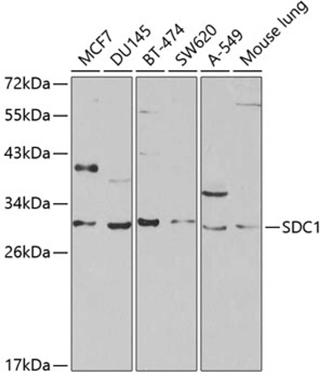 Western blot analysis of extracts of various cell lines, using SDC1 antibody (14-373) at 1:1000 dilution.<br/>Secondary antibody: HRP Goat Anti-Rabbit IgG (H+L) at 1:10000 dilution.<br/>Lysates/proteins: 25ug per lane.<br/>Blocking buffer: 3% nonfat dry milk in TBST.