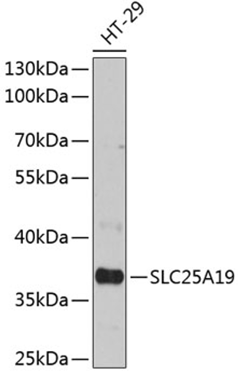 Western blot analysis of extracts of HT-29 cells, using SLC25A19 antibody (14-382) at 1:3000 dilution.<br/>Secondary antibody: HRP Goat Anti-Rabbit IgG (H+L) at 1:10000 dilution.<br/>Lysates/proteins: 25ug per lane.<br/>Blocking buffer: 3% nonfat dry milk in TBST.<br/>Detection: ECL Basic Kit.<br/>Exposure time: 30s.