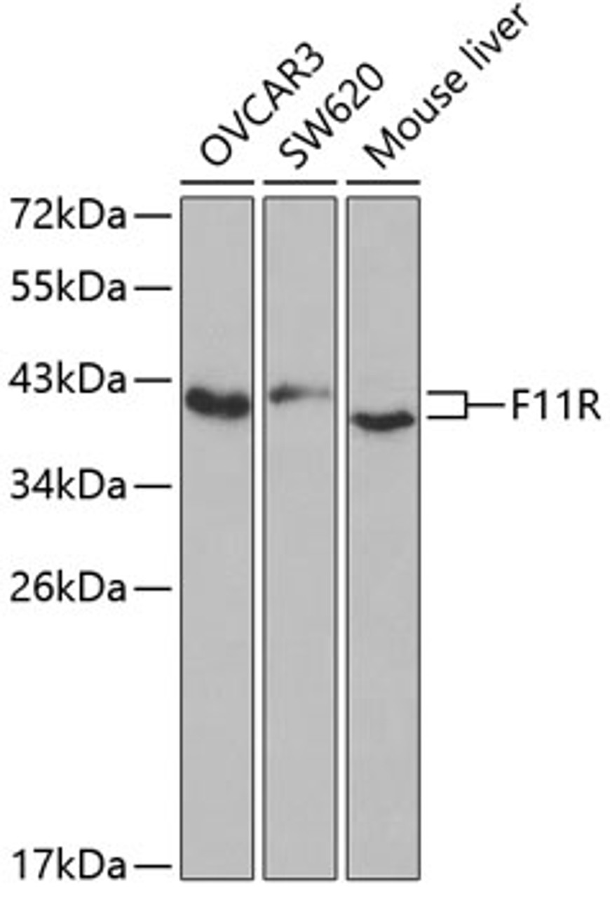 Western blot analysis of extracts of various cell lines, using F11R antibody (14-406) at 1:1000 dilution.<br/>Secondary antibody: HRP Goat Anti-Rabbit IgG (H+L) at 1:10000 dilution.<br/>Lysates/proteins: 25ug per lane.<br/>Blocking buffer: 3% nonfat dry milk in TBST.