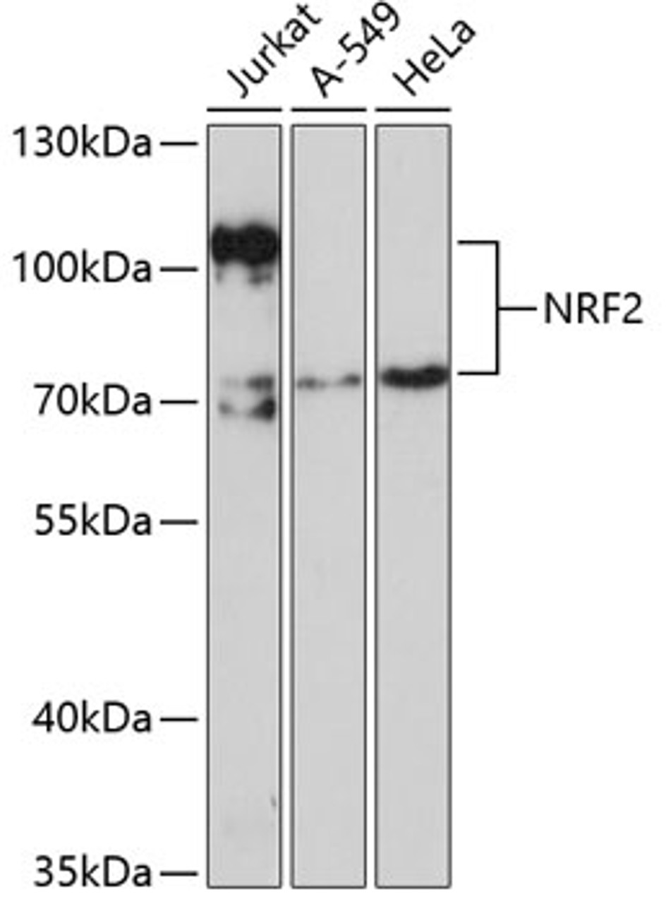 Western blot analysis of extracts of various cell lines, using NRF2 antibody (14-423) at 1:1000 dilution.<br/>Secondary antibody: HRP Goat Anti-Rabbit IgG (H+L) at 1:10000 dilution.<br/>Lysates/proteins: 25ug per lane.<br/>Blocking buffer: 3% nonfat dry milk in TBST.<br/>Detection: ECL Enhanced Kit.<br/>Exposure time: 90s.