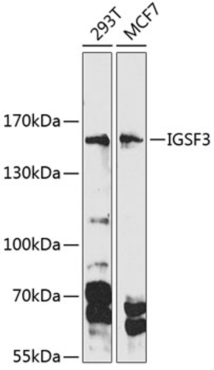 Western blot analysis of extracts of various cell lines, using IGSF3 Antibody (14-430) at 1:1000 dilution.<br/>Secondary antibody: HRP Goat Anti-Rabbit IgG (H+L) at 1:10000 dilution.<br/>Lysates/proteins: 25ug per lane.<br/>Blocking buffer: 3% nonfat dry milk in TBST.<br/>Detection: ECL Basic Kit.<br/>Exposure time: 90s.