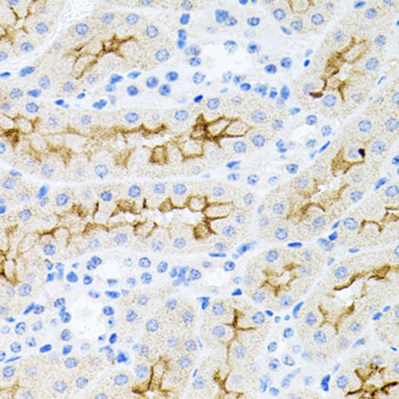 Immunohistochemistry of paraffin-embedded mouse kidney using IL17A antibody (14-434) at dilution of 1:100 (40x lens) .