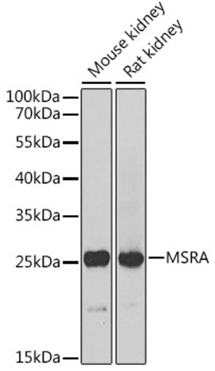Western blot analysis of extracts of various cell lines, using MSRA Antibody (14-437) at 1:1000 dilution.<br/>Secondary antibody: HRP Goat Anti-Rabbit IgG (H+L) at 1:10000 dilution.<br/>Lysates/proteins: 25ug per lane.<br/>Blocking buffer: 3% nonfat dry milk in TBST.<br/>Detection: ECL Basic Kit.<br/>Exposure time: 30s.